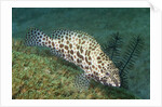 Longfin Grouper by Anonymous