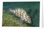 Longfin Grouper by Anonymous