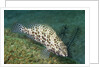 Longfin Grouper by Anonymous
