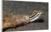 Shorthead Fangblenny lives in a bottle by Anonymous