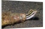 Shorthead Fangblenny lives in a bottle by Anonymous