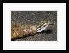 Shorthead Fangblenny lives in a bottle by Anonymous