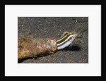 Shorthead Fangblenny lives in a bottle by Anonymous