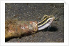 Shorthead Fangblenny lives in a bottle by Anonymous