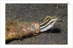 Shorthead Fangblenny lives in a bottle by Anonymous
