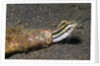 Shorthead Fangblenny lives in a bottle by Anonymous