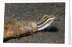 Shorthead Fangblenny lives in a bottle by Anonymous