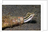 Shorthead Fangblenny lives in a bottle by Anonymous