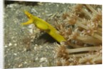 Female Ribbon Eel by Anonymous