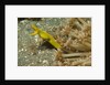 Female Ribbon Eel by Anonymous