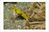 Female Ribbon Eel by Anonymous