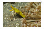 Female Ribbon Eel by Anonymous