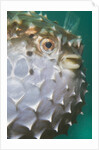 Orbicular Burrfish puffed up closeup by Anonymous