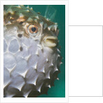 Orbicular Burrfish puffed up closeup by Anonymous