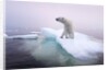 Polar Bear, Hudson Bay, Canada by Anonymous