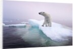 Polar Bear, Hudson Bay, Canada by Anonymous