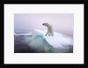 Polar Bear, Hudson Bay, Canada by Anonymous