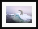 Polar Bear, Hudson Bay, Canada by Anonymous