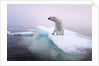 Polar Bear, Hudson Bay, Canada by Anonymous