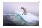 Polar Bear, Hudson Bay, Canada by Anonymous