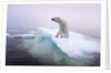 Polar Bear, Hudson Bay, Canada by Anonymous