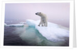 Polar Bear, Hudson Bay, Canada by Anonymous