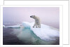 Polar Bear, Hudson Bay, Canada by Anonymous