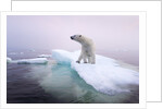 Polar Bear, Hudson Bay, Canada by Anonymous
