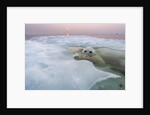 Polar Bear, Hudson Bay, Canada by Anonymous