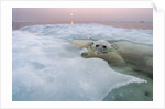 Polar Bear, Hudson Bay, Canada by Anonymous