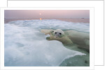 Polar Bear, Hudson Bay, Canada by Anonymous
