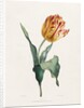 Tulip by Valentine Bartholomew