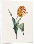 Tulip by Valentine Bartholomew