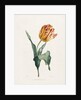 Tulip by Valentine Bartholomew