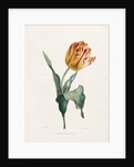 Tulip by Valentine Bartholomew