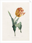 Tulip by Valentine Bartholomew