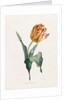 Tulip by Valentine Bartholomew