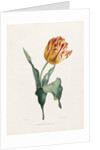Tulip by Valentine Bartholomew