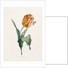 Tulip by Valentine Bartholomew