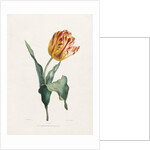 Tulip by Valentine Bartholomew