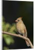 Northern Cardinal by Anonymous