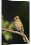 Northern Cardinal by Anonymous