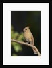 Northern Cardinal by Anonymous