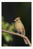 Northern Cardinal by Anonymous