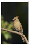 Northern Cardinal by Anonymous