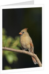 Northern Cardinal by Anonymous