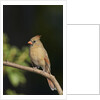 Northern Cardinal by Anonymous