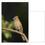 Northern Cardinal by Anonymous