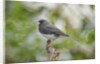Dark-eyed Junco by Anonymous