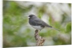 Dark-eyed Junco by Anonymous